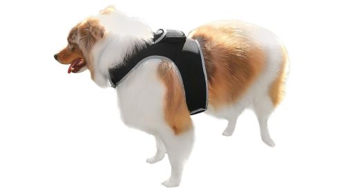 Waterproof GPS Dog Tracker Collar Mount Pet Finder Size Medium