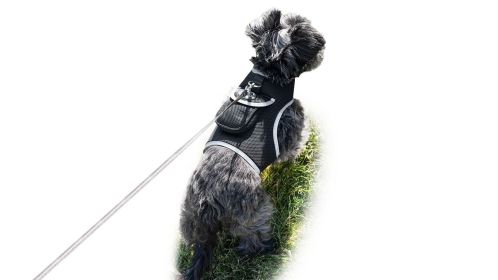Real Time GPS Tracking Collar for Dogs Accurate Location Tracking Size Medium