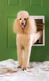PetSafe Extreme Weather Insulated Pet Door Large