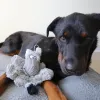 Steel Dog Barnyard Buddy Donkey Dog Toy
