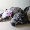 Steel Dog Big Eyed Plush Unicorn Dog Toy