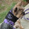 Halloween Dog Harness for Festive Walks