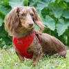 Doggie Design Wrap and Snap Choke Free Dog Harness
