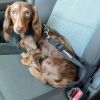 Dog Car Seat Belt Strap Leash for Vehicle Travel