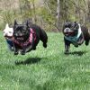 Doggie Design Wrap and Snap Choke Free Dog Harness