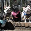 Doggie Design Wrap and Snap Choke Free Dog Harness