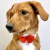 White Dog Collar with Red Satin Bow Tie