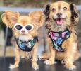 Doggie Design Wrap and Snap Choke Free Dog Harness
