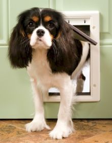 PetSafe Plastic Dog Door for Easy Pet Access (size: small)